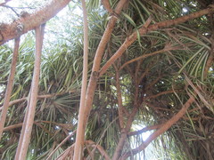 Pandanus utilis