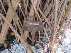 Pandanus utilis