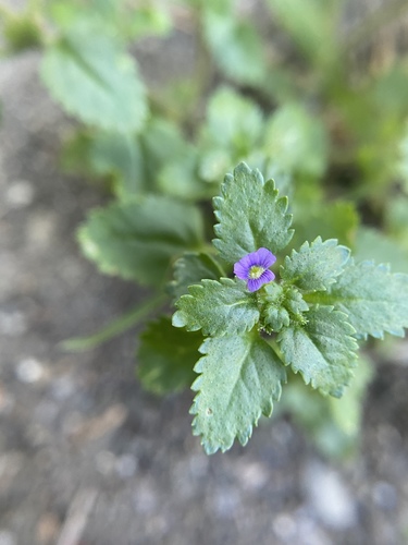 Stemodia verticillata