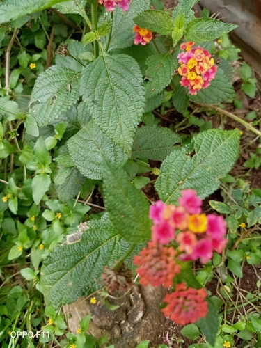 Lantana urticoides image