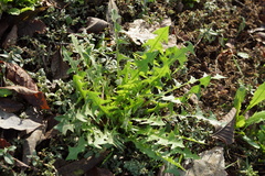 Taraxacum officinale