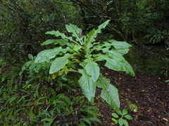 Sonchus fruticosus image