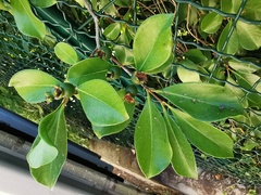 Psidium cattleyanum