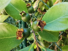 Psidium cattleyanum