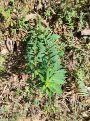 Euphorbia pekinensis