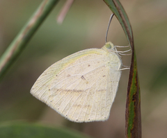 Eurema laeta laeta