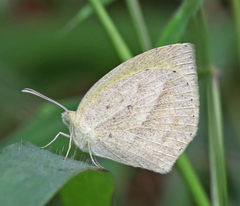 Eurema laeta laeta