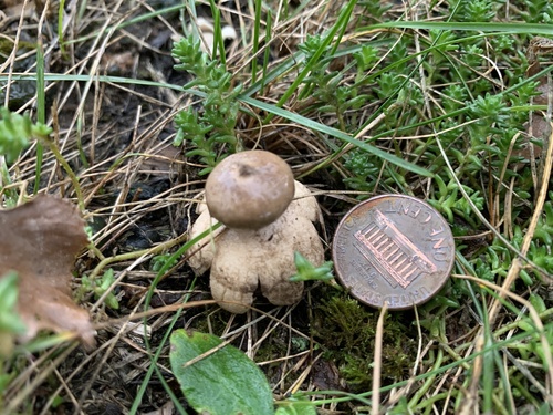 Geastrum minimum