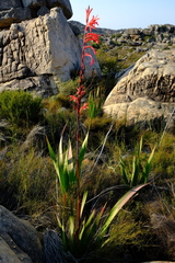 Watsonia vanderspuyae