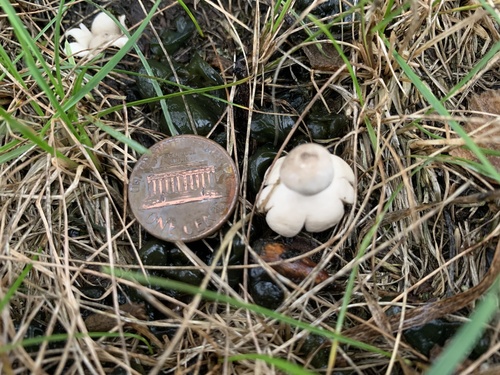 Geastrum minimum (Photo 2 of 7)