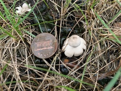 Geastrum minimum