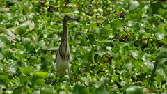 Ardeola grayii
