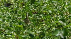 Ardeola grayii