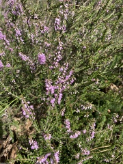 Ericeae
