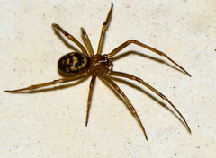 Steatoda grossa
