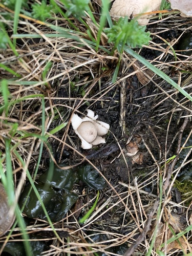 Geastrum minimum (Photo 3 of 7)