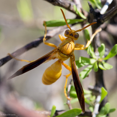 Polistes flavus