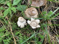 Geastrum minimum