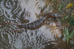 Varanus salvator macromaculatus