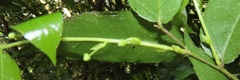 Drypetes arguta