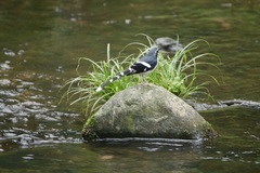 Enicurus schistaceus