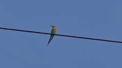 Merops philippinus