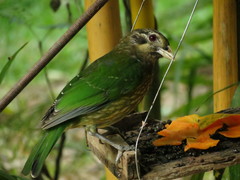 Ailuroedus maculosus