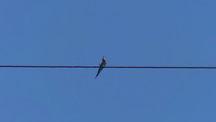Merops philippinus