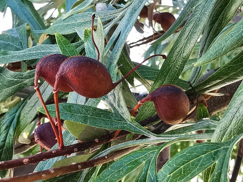 silk oak