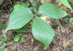 Dioscorea dregeana