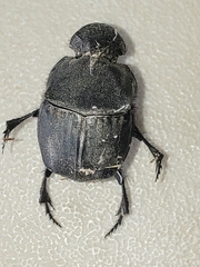 Phanaeus texensis