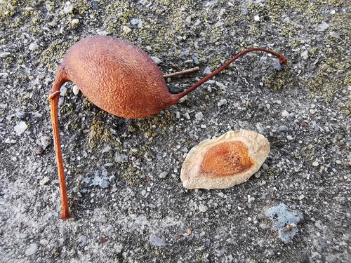 silk oak