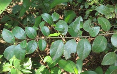 Cryptocarya wyliei