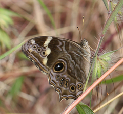 Lethe rohria neelgheriensis