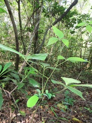 Dioscorea dregeana