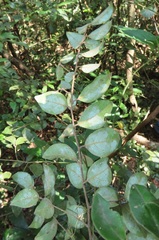 Cryptocarya wyliei