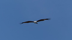 Haliastur indus