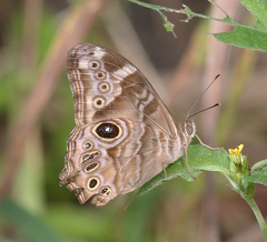 Lethe rohria neelgheriensis