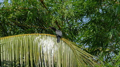 Microcarbo niger