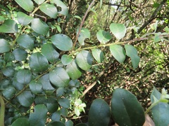 Cryptocarya wyliei