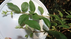Cryptocarya wyliei