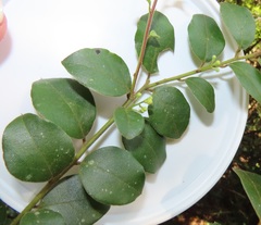 Cryptocarya wyliei