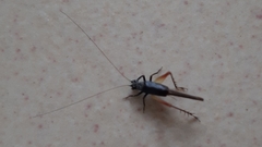Grylloidea