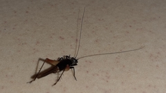 Grylloidea