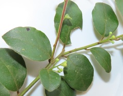 Cryptocarya wyliei