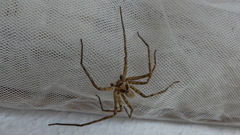 Heteropoda venatoria