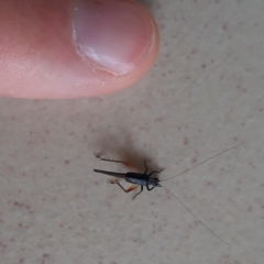 Grylloidea