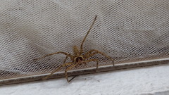 Heteropoda venatoria