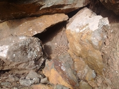 Bothrops ammodytoides