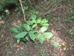 Dioscorea dregeana